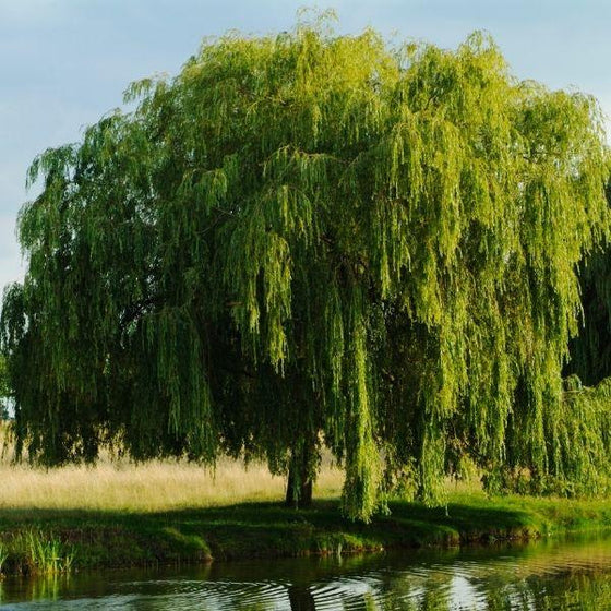 planting weeping willow tree near pond
