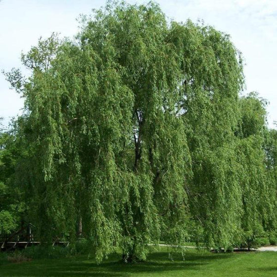 weeping willow tree  Weeping willow, Willow trees garden, Willow tree