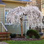 weeping yoshino cherry tree growing as a focal point in the front yard