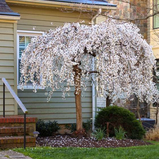 can you plant a weeping cherry tree in a pot Weeping Yoshino Cherry Tree for Sale