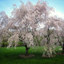 mature yoshino weeping cherry tree