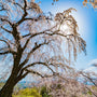 yoshino weeping cherry tree in the sun