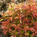 Weigela My Monet Sunset Shrubs For Sale Online