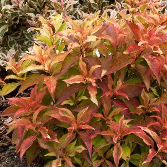 Weigela My Monet Sunset Shrubs For Sale Online