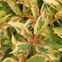 Weigela My Monet Sunset Shrubs for Sale Online