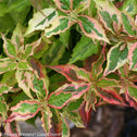 cream pink and green variegated my monet weigela sunset shrubs