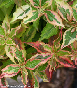Weigela My Monet Sunset