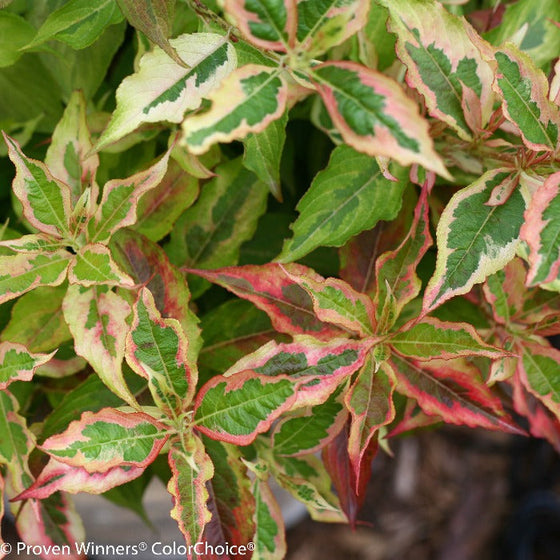 cream pink and green variegated my monet weigela sunset shrubs