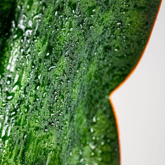 detailed view of Whale Fin Snake