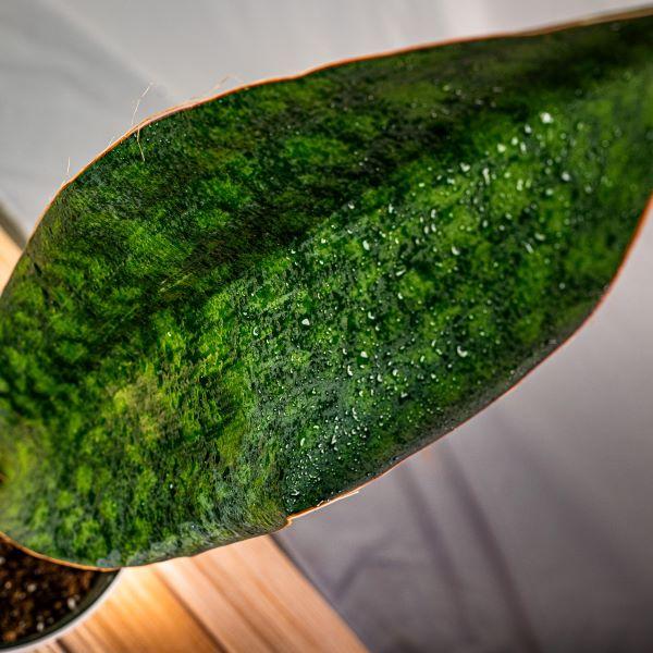 shark fin snake plant care Whale Fin Snake Plant 6"