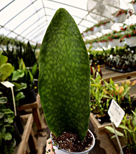 Whale Fin Snake Plant