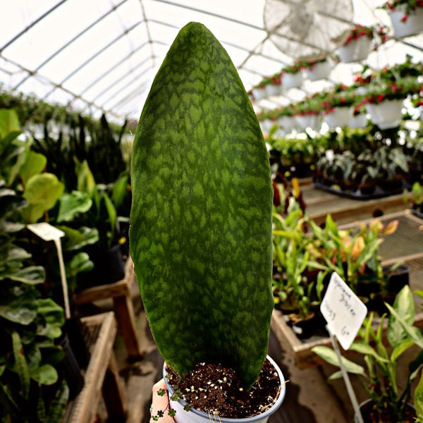 round tail snake plant Whale Fin Snake Plant 6"
