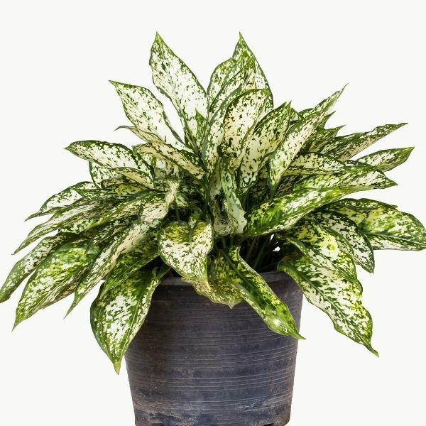 aglaonema chart White Aglaonema