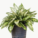 Potted White Aglaonema with green and creamy white variegated leaves