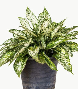 White Aglaonema