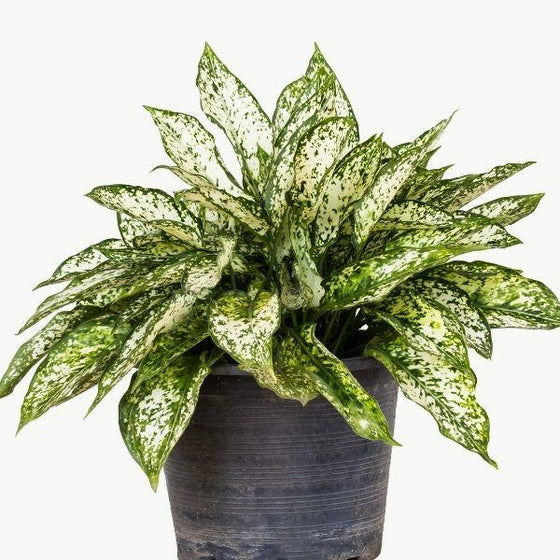 Potted White Aglaonema with green and creamy white variegated leaves