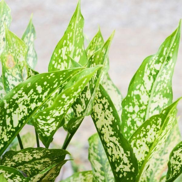 Buy White Aglaonema Plants