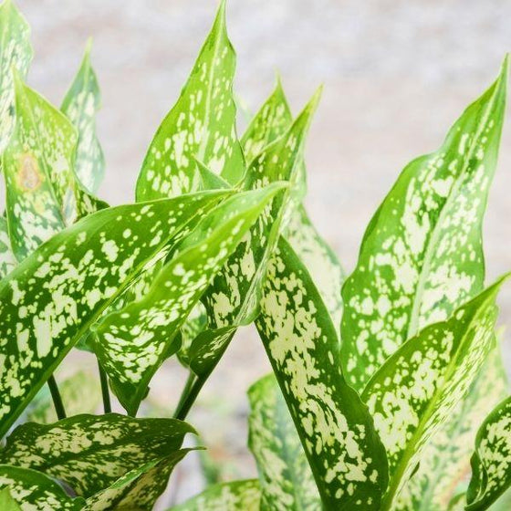 Close up look at the white spotted leaves of white Aglaonema plants