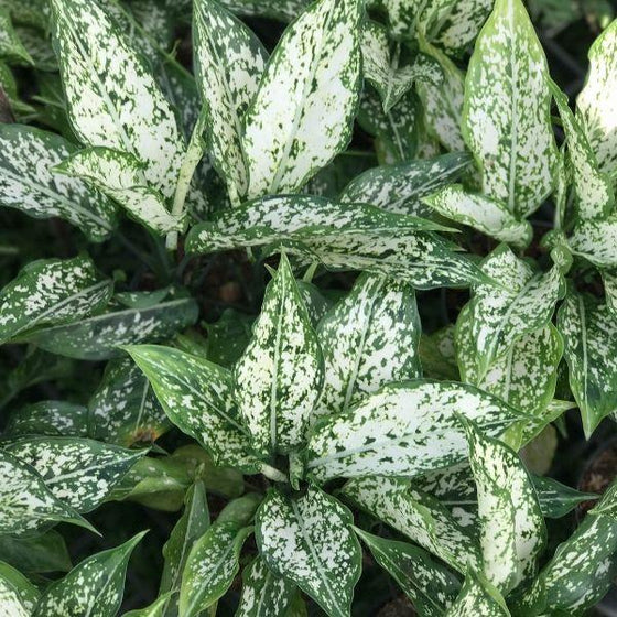 White Aglaonema Osaka produces white specked foliage