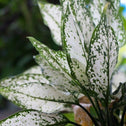 close look at bright white and green foliage on the indoor houseplant white aglaonema
