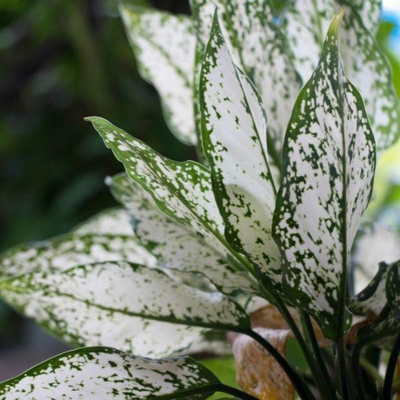 close look at bright white and green foliage on the indoor houseplant white aglaonema
