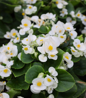 White Begonia