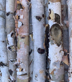 White Birch Poles