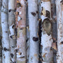 white birch poles have soft light tan bark