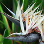 Close up of Exotic White Bird of Paradise in Full Bloom in Tropical Landscape