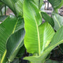 Large, Glossy, Banana-shaped Foliage of Tropical House Plant White Bird of Paradise