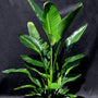 Glossy, Green Leaves of the Tropical House Plant White Bird of Paradise in a Nursery Pot