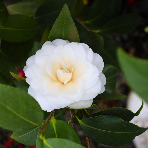 White by the Gate Camellia for Sale | White Flowering Evergreen Shrub