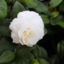 gorgeous white spring bloom on white by the gate camellia shrub