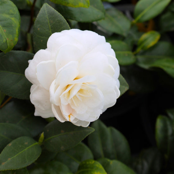 gorgeous white spring bloom on white by the gate camellia shrub