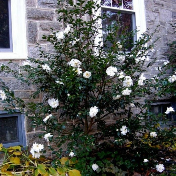 camellia by the gate in front of a grey stone with white blooms