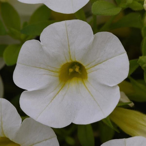 White million bells flower of white calibrachoa