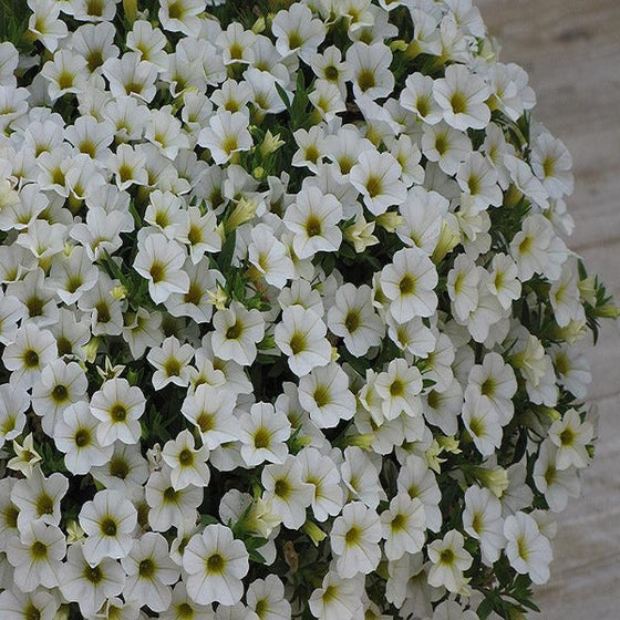 cluster of Calibrachoa white flowers