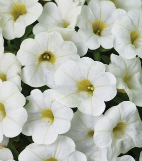 White Calibrachoa