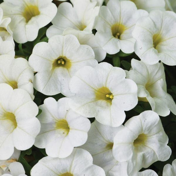 white flowering hanging plants White Calibrachoa Hanging Baskets For Sale