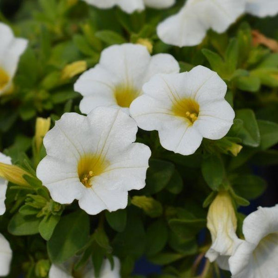 pure white calibrachoa annual flowers spring time