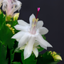 white christmas cactus has pure white flowers with one pink pistil 