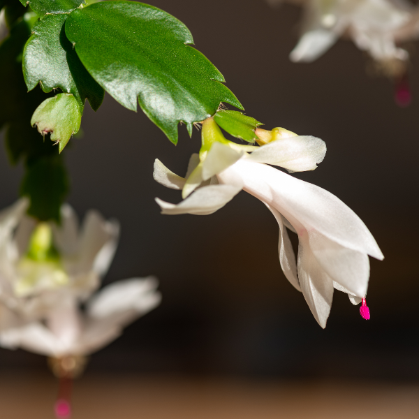White Christmas Cactus