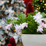 blooming white chritsmas cactus potted in front of snowy white christmas trees