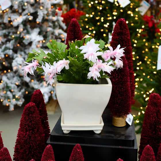 blooming white christmas cactus in holiday display with decorative red christmas trees and warm holiday lights