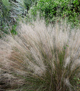 White Cloud Muhly Grass