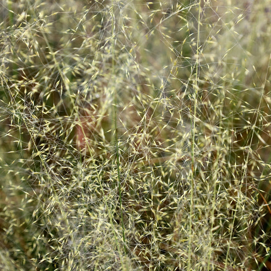 white cloud muhly grass close up