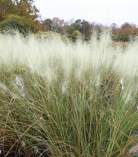White Cloud Muhly Grass