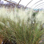 white cloud muhly grass naturalistic garden