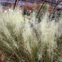 white cloud muhly grass 