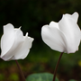 close up view of delicate white blooms on cyclamen plant